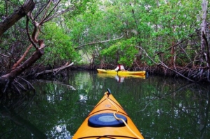 kayak activité nautique mangroves