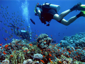 plongée sous marine faune marine